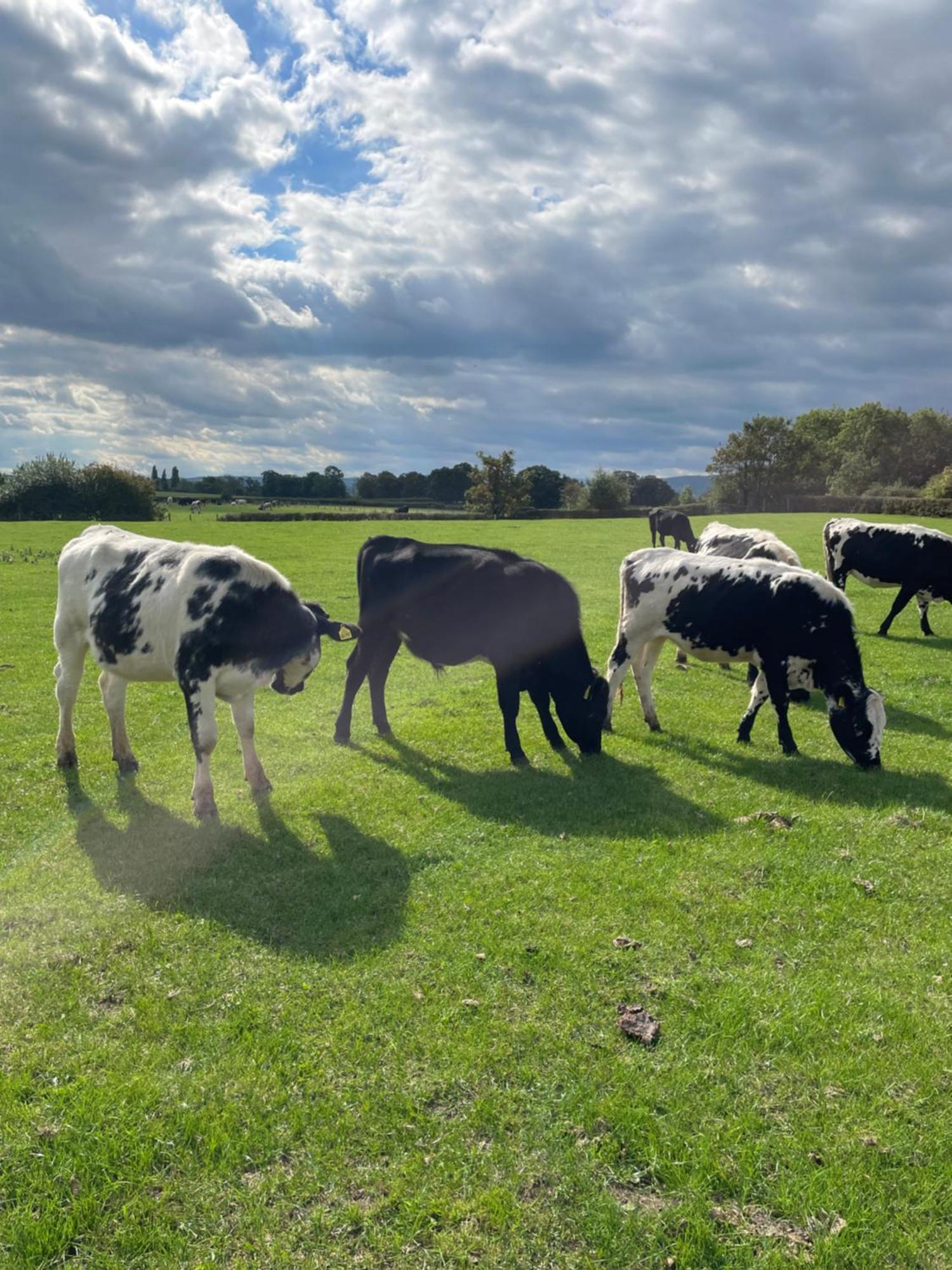 Abbey Farm Luxury Glamping Hotel Rhuddlan Екстериор снимка